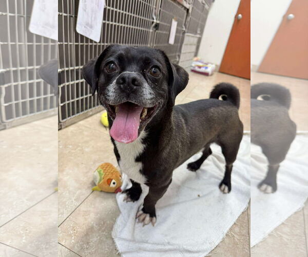 Medium Photo #2 Pug-Unknown Mix Puppy For Sale in San Diego, CA, USA