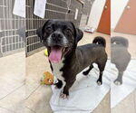 Small #1 Pug Mix