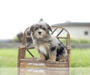 YorkiePoo Puppy for Sale in WARSAW, Indiana USA