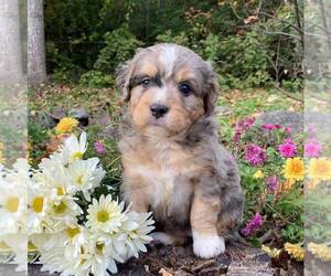 Aussiedoodle-Bernedoodle Mix Puppy for sale in EAST EARL, PA, USA