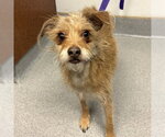 Small #1 Cairn Terrier