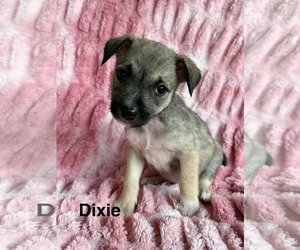 Deedee - Female Chihuahua-Unknown Mix Dog for Adoption - Photo #6