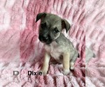 Small Photo #6 Chihuahua-Unknown Mix Puppy For Sale in Princeton, MN, USA
