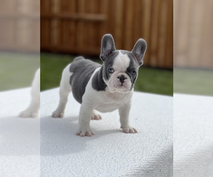 French Bulldog Puppy for sale in SACRAMENTO, CA, USA