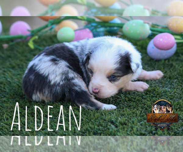 Medium Photo #31 Miniature Australian Shepherd Puppy For Sale in GRANBURY, TX, USA