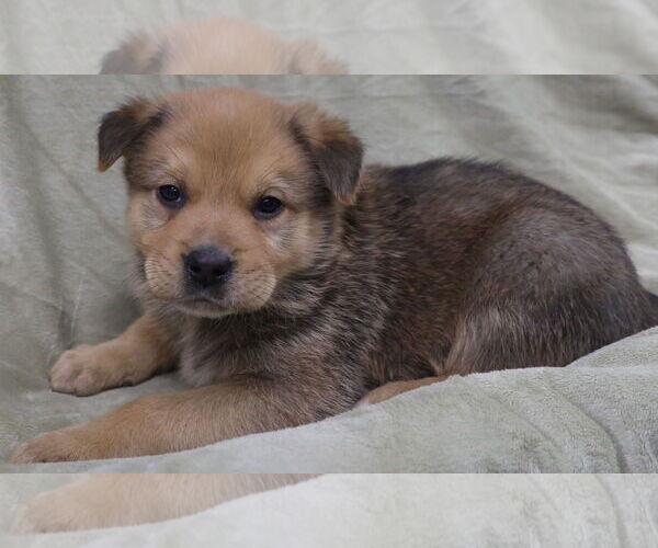 Medium Photo #4 Shepradors Puppy For Sale in Princeton, MN, USA