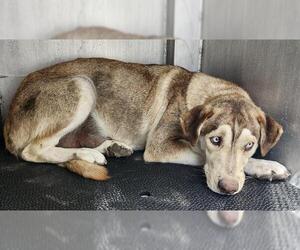 Siberian Husky-Unknown Mix Dogs for adoption in San Antonio, TX, USA