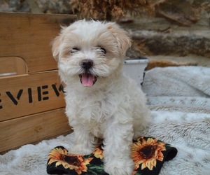 Poodle (Miniature)-Shorkie Tzu Mix Puppy for sale in HONEY BROOK, PA, USA