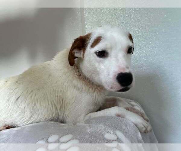 Medium Photo #3 American Pit Bull Terrier-Labrador Retriever Mix Puppy For Sale in Gilberts, IL, USA
