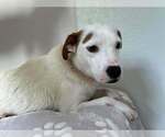 Small #2 American Pit Bull Terrier-Labrador Retriever Mix