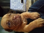 Small Photo #1 Dogue de Bordeaux Puppy For Sale in LAKELAND, FL, USA