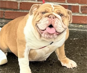Mother of the English Bulldog puppies born on 05/07/2025