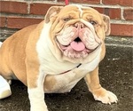 Small Photo #1 English Bulldog Puppy For Sale in CLARKSVILLE, TN, USA