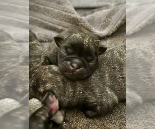 Medium Photo #21 Pug Puppy For Sale in TROY, MO, USA