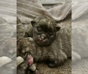 Medium Pug