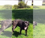 Small Photo #1 Cane Corso Puppy For Sale in YOUNGSTOWN, OH, USA