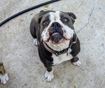 Small Photo #1 Olde English Bulldogge Puppy For Sale in AUSTIN, TX, USA
