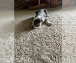 Puppy Puppy 3 Boston Terrier