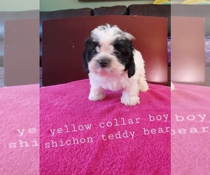 Cavachon Puppy for sale in WARREN, MI, USA