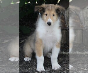 Collie Puppy for sale in FREDERICKSBURG, OH, USA