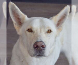 Gerberian Shepsky Dogs for adoption in Huntley, IL, USA