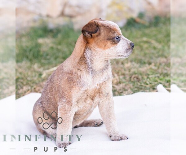 Medium Photo #2 Australian Cattle Dog Puppy For Sale in CHAMBERSBURG, PA, USA