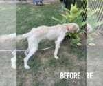 Small Photo #9 Labradoodle Puppy For Sale in Arlington, VA, USA