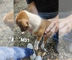 Puppy MS1 Boxer