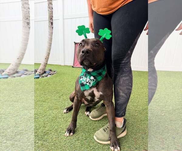 Medium Photo #3 Mutt Puppy For Sale in Pompano Beach , FL, USA