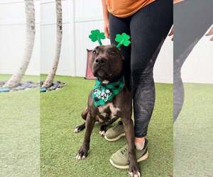 Raven - Female Mutt Dog for Adoption - Photo #3