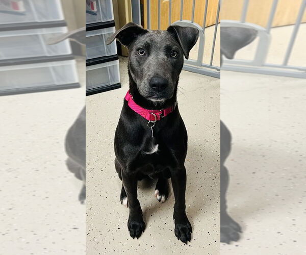 Medium Photo #3 Labrador Retriever-Unknown Mix Puppy For Sale in Mundelein, IL, USA