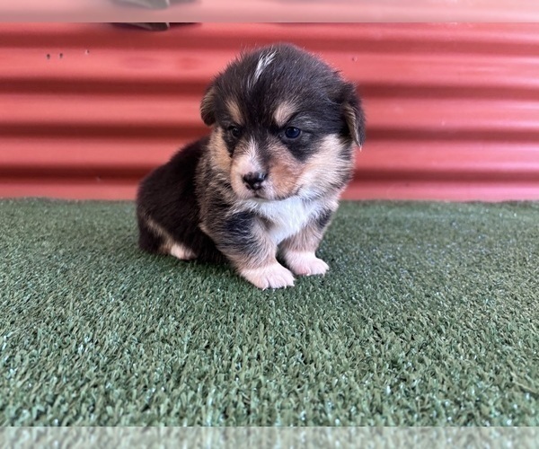 Medium Photo #27 Pembroke Welsh Corgi Puppy For Sale in CERES, CA, USA