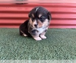 Small #26 Pembroke Welsh Corgi