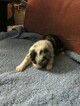 Small Photo #2 Australian Shepherd Puppy For Sale in AUBURN, IN, USA
