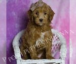 Puppy Toodles Maltipoo (Miniature)