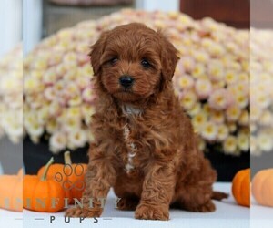 Cavapoo Puppy for sale in LITITZ, PA, USA
