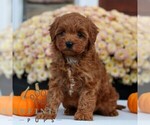 Small Cavapoo