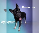 Small #4 German Shepherd Dog Mix