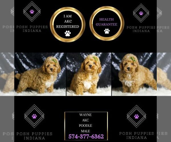 Medium Photo #6 Poodle (Toy) Puppy For Sale in WARSAW, IN, USA