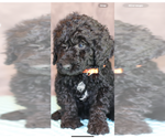 Puppy Toby Poodle (Standard)
