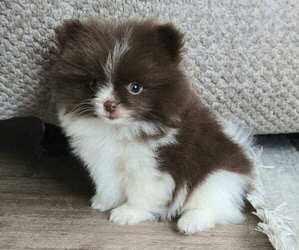 Pomeranian Puppy for sale in ORRVILLE, OH, USA