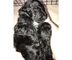 Small Photo #3 Aussie-Poo Puppy For Sale in SALYERSVILLE, KY, USA