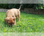 Small Photo #3 Rhodesian Ridgeback Puppy For Sale in BELLEVILLE, IL, USA