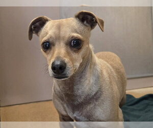 Chihuahua Dogs for adoption in Martinez, CA, USA