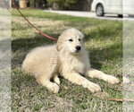 Small #1 Great Pyrenees Mix