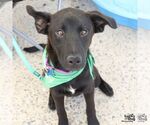 Small #4 Retriever  Mix