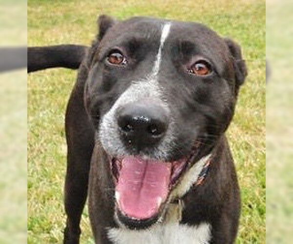 Medium Photo #2 Mutt Puppy For Sale in Houston, TX, USA