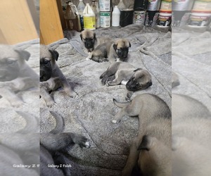 Anatolian Shepherd Puppy for sale in SPRING BRANCH, TX, USA