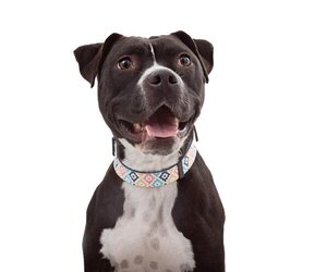 American Staffordshire Terrier-Unknown Mix Dogs for adoption in Los Angeles, CA, USA