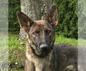 German Shepherd Dog-Unknown Mix Dogs for adoption in Wetumpka, AL, USA